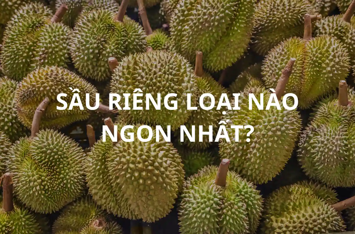 Sầu riêng loại nào ngon nhất ở Việt Nam? sau rieng loai nao ngon nhat thumb